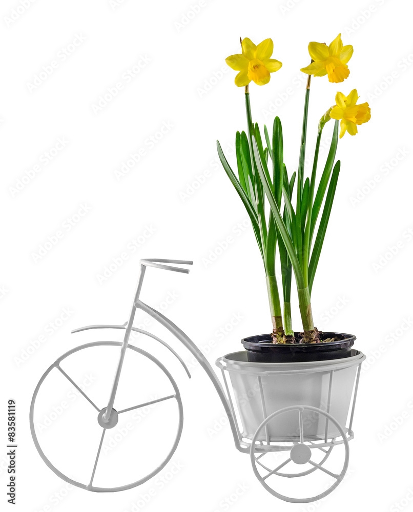 Yellow daffodils flowers in a white bicycle vase.