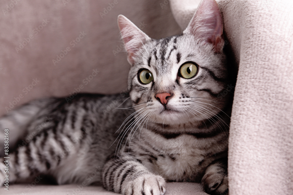 Beautiful cat on chair close-up Beautiful cat on chair close-up