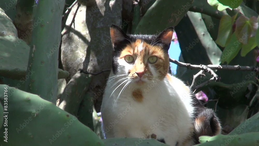 cat in derelict garden with cactus opuntia and redbud tree
