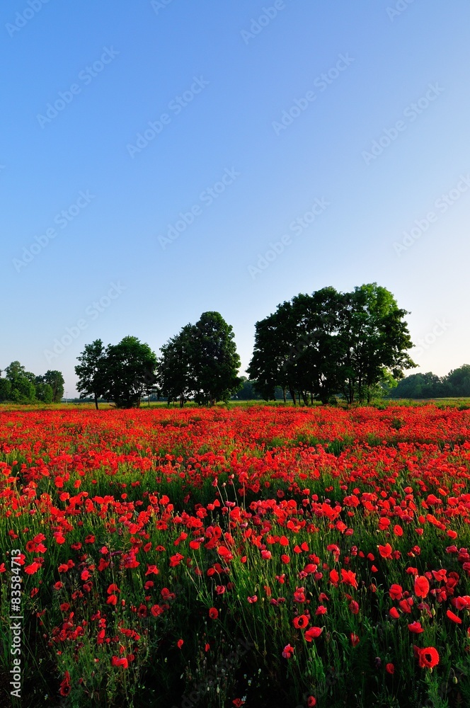 Field full of poppies