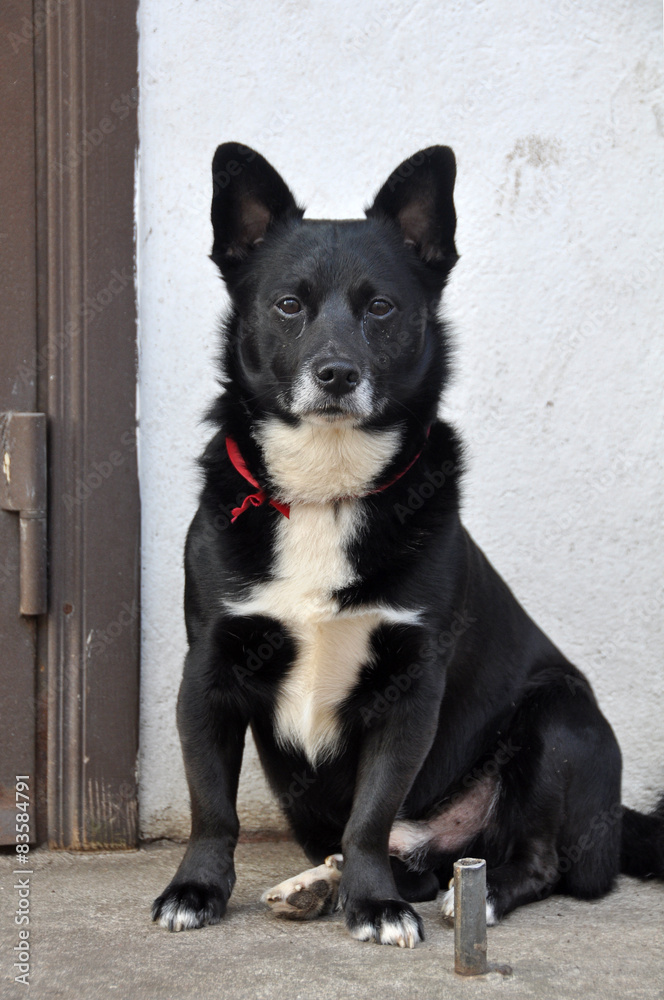 dog crying. Sad dog is waiting for his owner. dog crying. Sad dog is waiting for his owner.