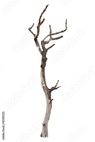 Dead tree isolated on white background