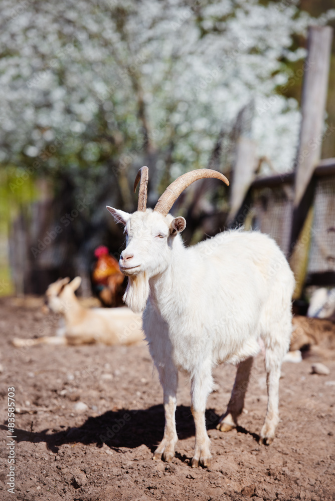 Obraz premium white goat outdoors