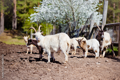 group of goats outdoors