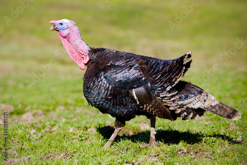 turkey walking outdoors