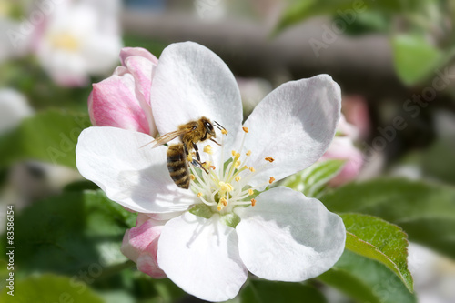 bee on a flower apple trees