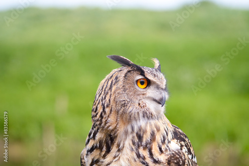 European Eagle Owl