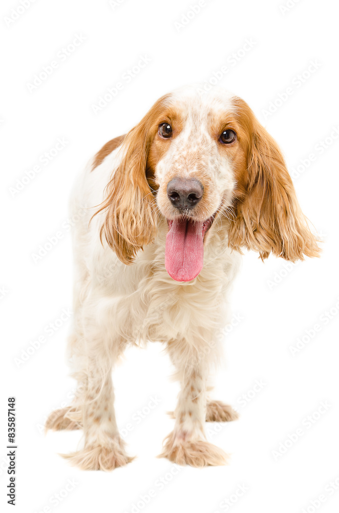 Portrait of a dog breed Russian Spaniel
