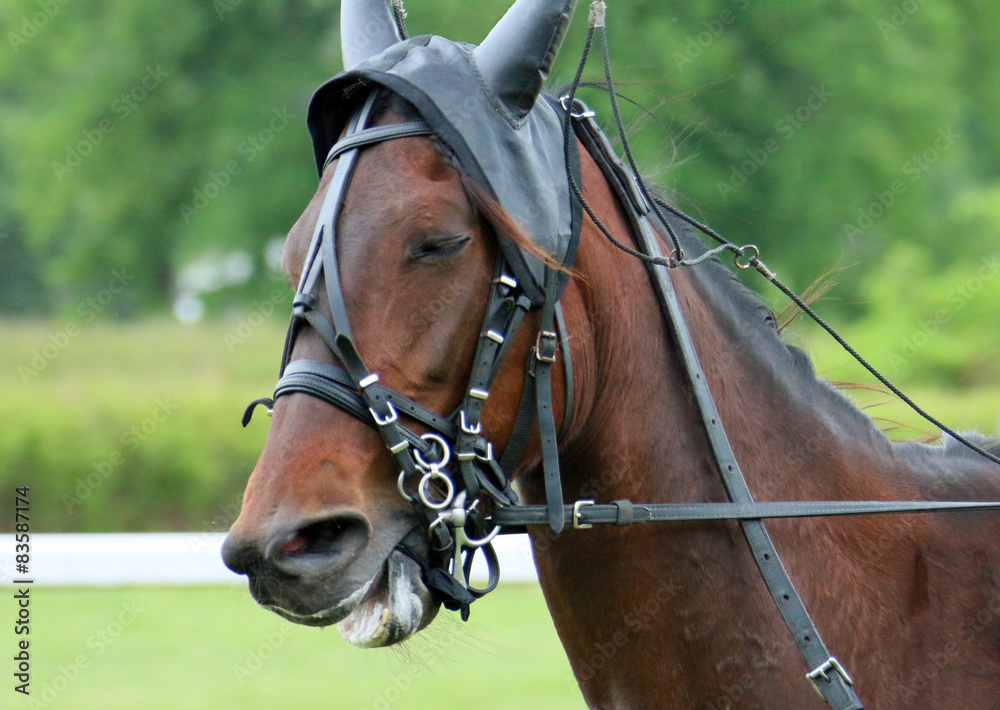 Fototapeta premium Rennpferd