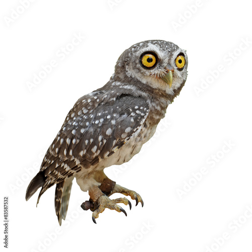 spotted owlet or athene brama bird © leisuretime70