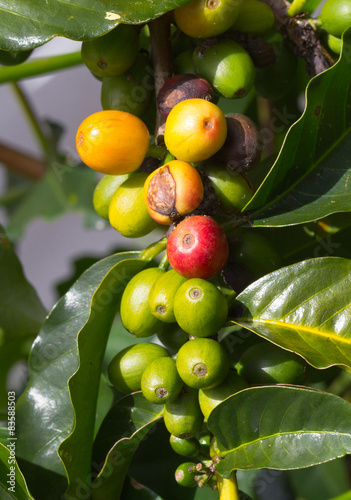 Wallpaper Mural cerises de café Torontodigital.ca