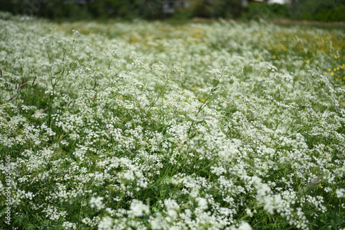Fototapeta Naklejka Na Ścianę i Meble -  campo in fiore 