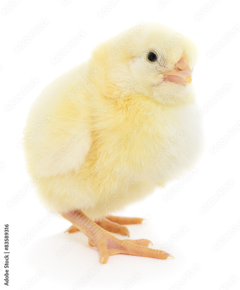 Obraz premium Small chicken