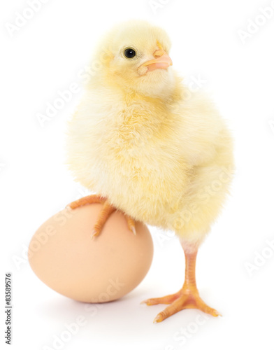 chicken and egg