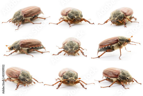 Chafers isolated on white