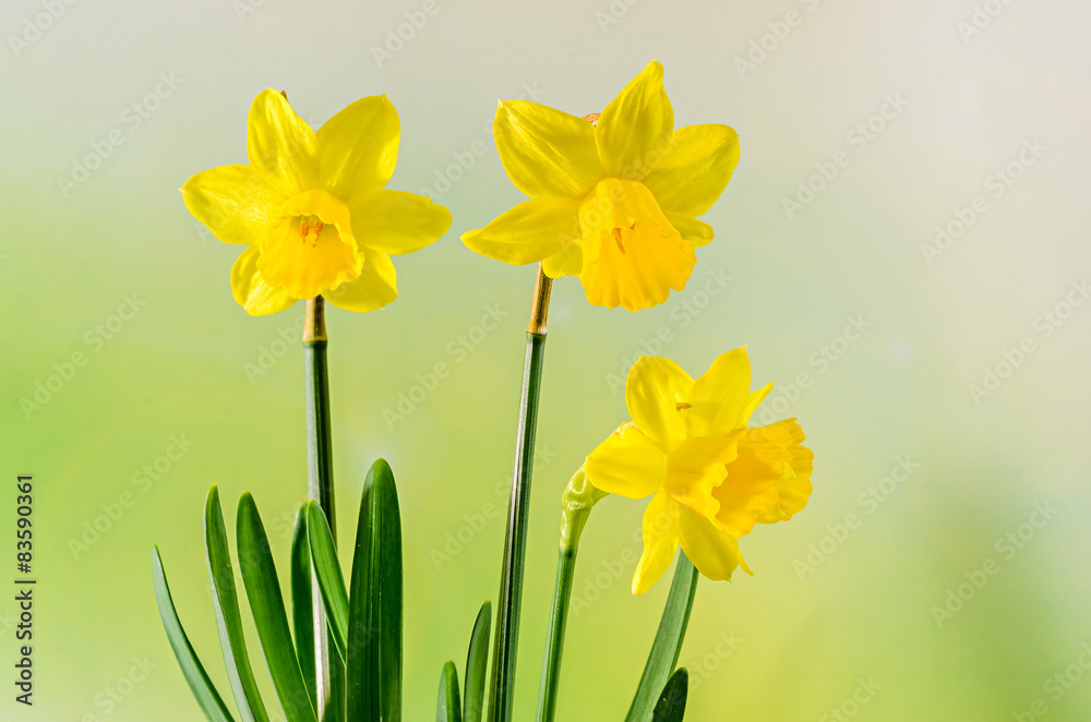 Yellow Daffodils (Narcissus) flowers, gradient background.