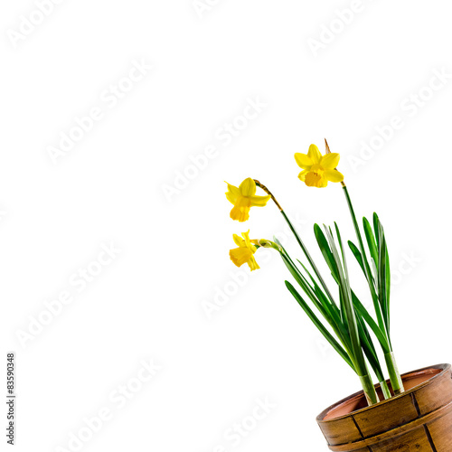 Yellow Daffodils (Narcissus) flowers in a brown vase. © Negoi Cristian