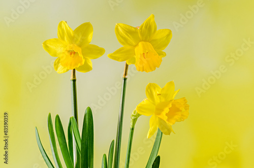 Yellow Daffodils (Narcissus) flowers, gradient background.