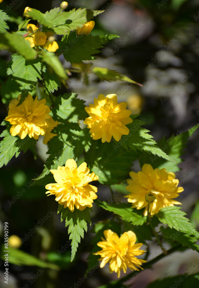 The blossoming Kerriya Japanese terry (Kerria japonica) The blossoming Kerriya Japanese terry (Kerria japonica)