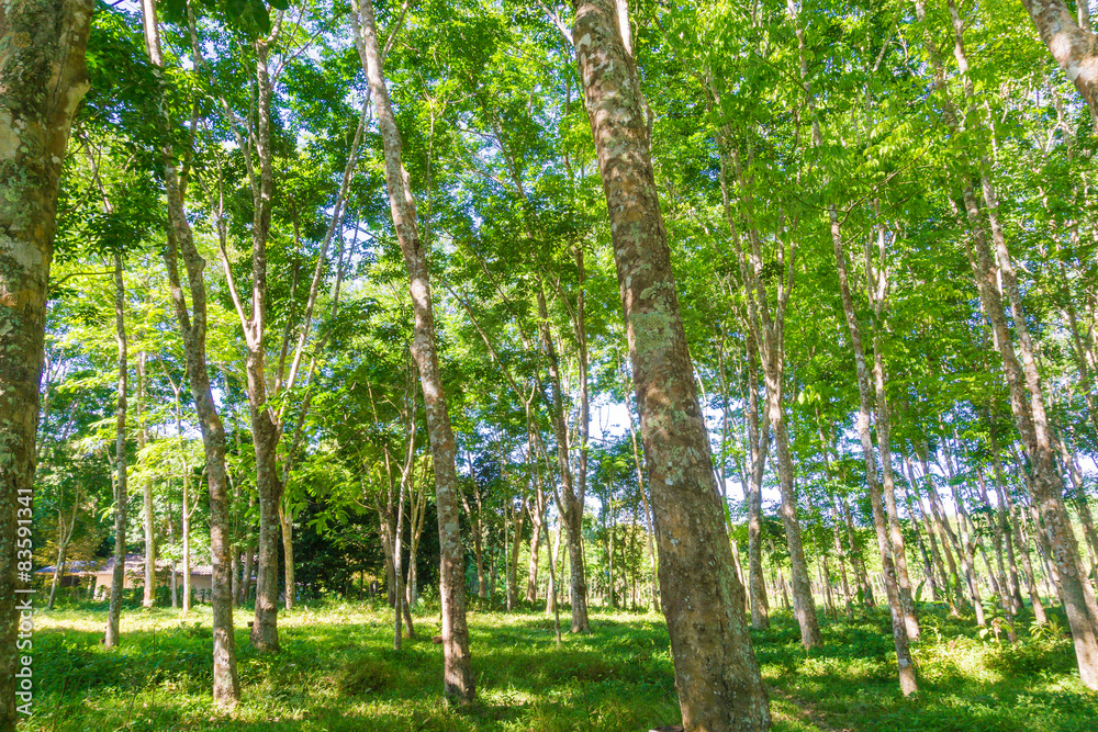Obraz premium Para rubber tree plantation