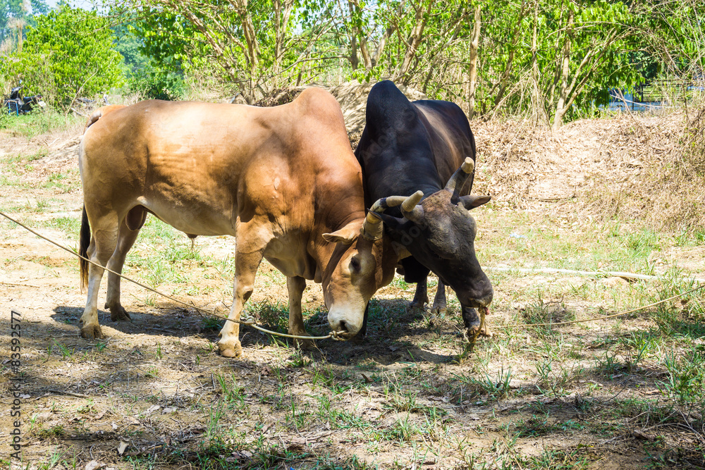 Fototapeta premium Bull fighting on soil field.