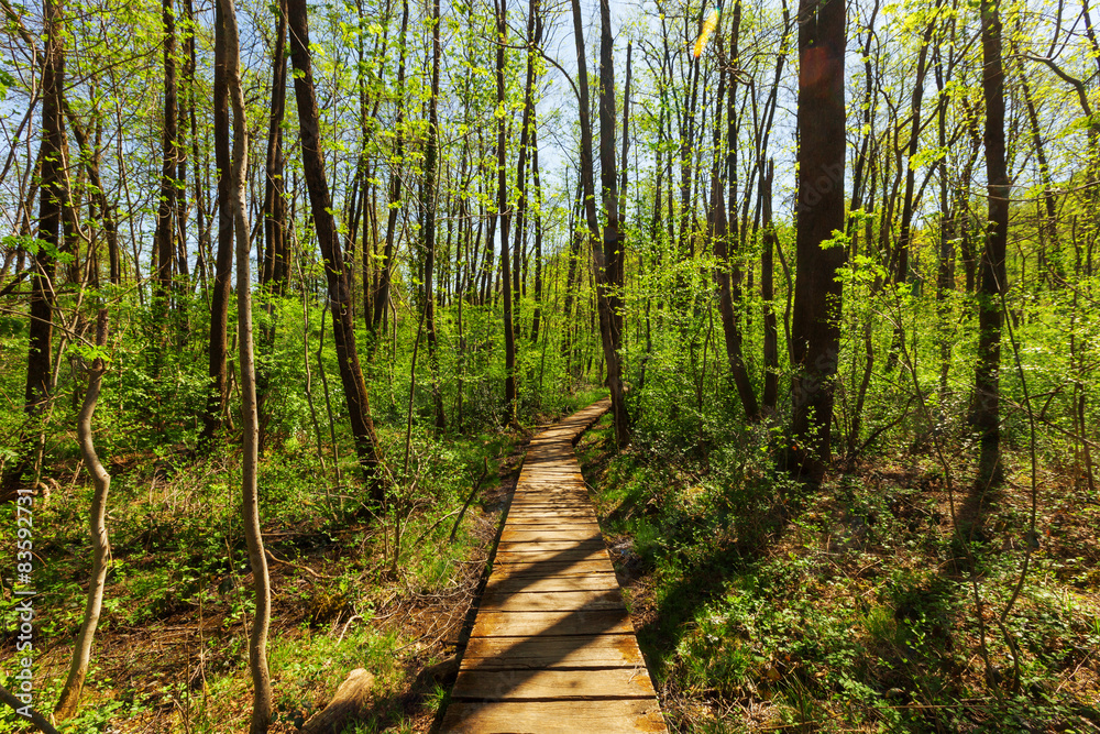 Fototapeta premium Green forest, without people