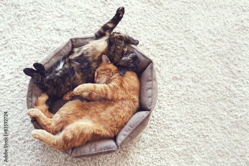 Fototapeta Naklejka Na Ścianę i Meble -  Cats sleeping and hugging