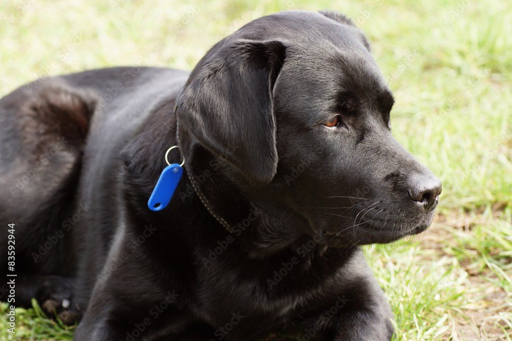 Portrait of a black dog.