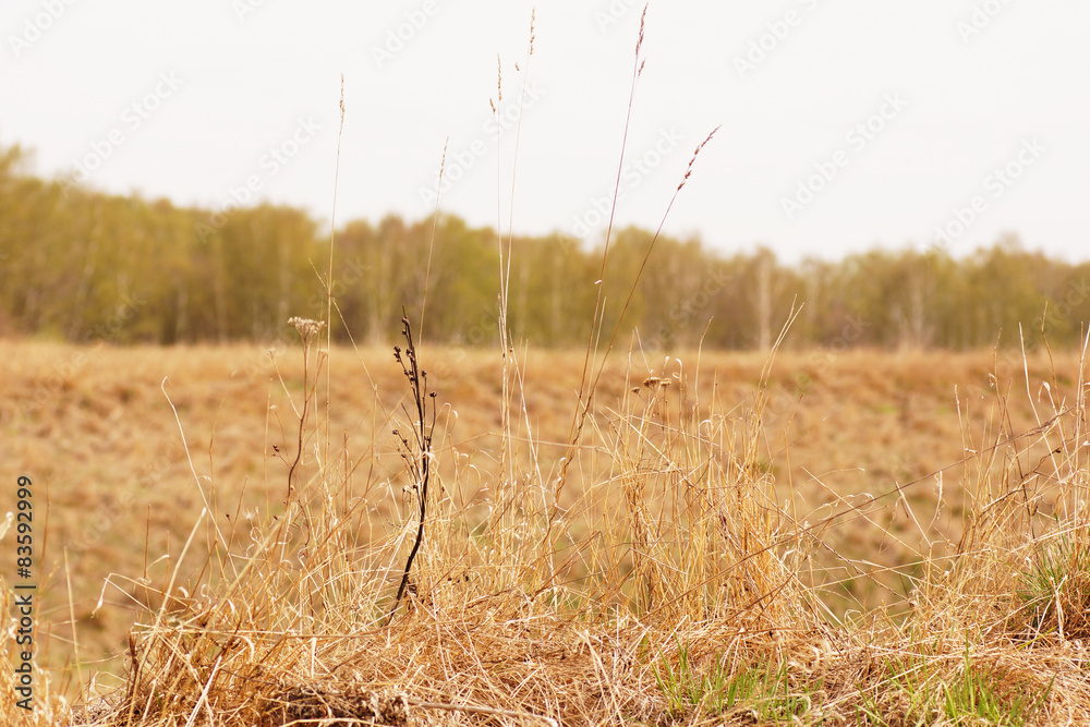 Obraz premium Dry plants on a background of the sky.