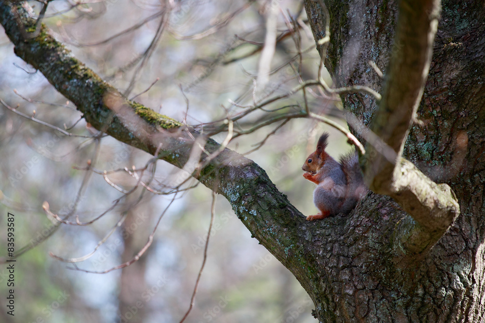 Squirrel sitting on the tree and eating a nut.