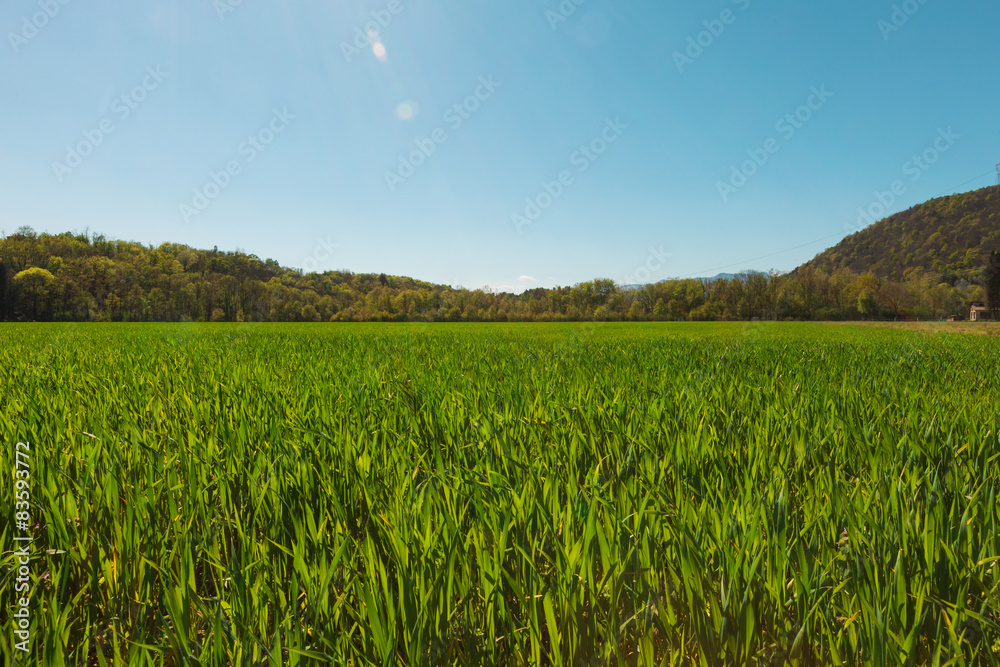 Field of green grass and light blue sky Field of green grass and light blue sky