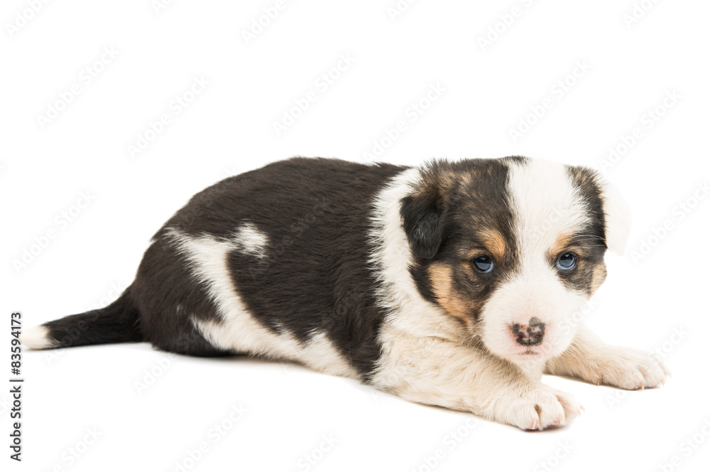 puppy puppy