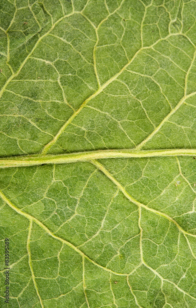 Obraz premium burdock leaf texture