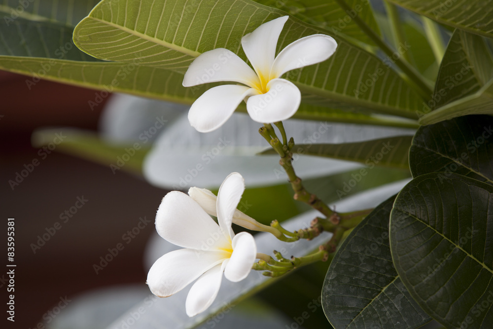 plumeria