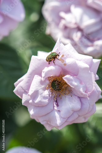 バラに集まる虫 © jpggifpng3
