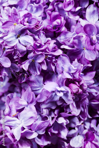 Lilac Background