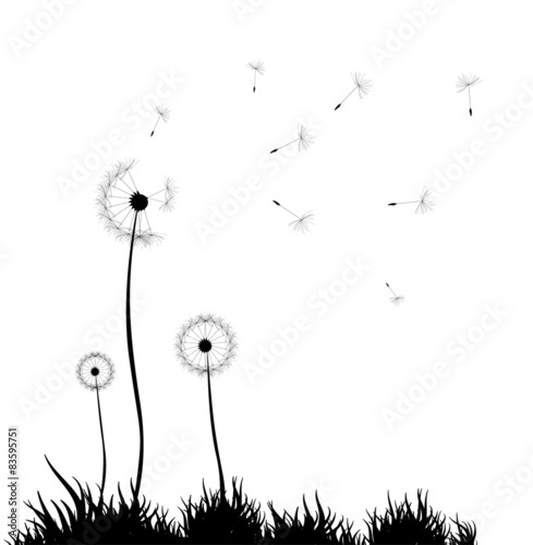 Dandelion background