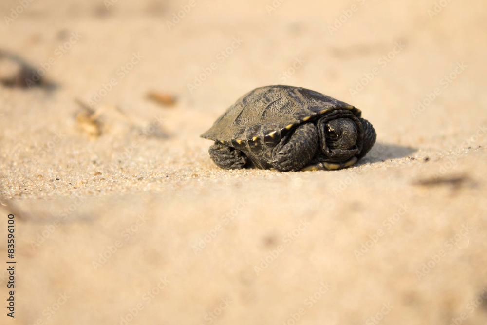 Obraz premium little turtle crawling on sand