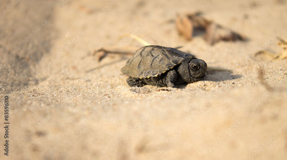 Fototapeta premium little turtle crawling on sand