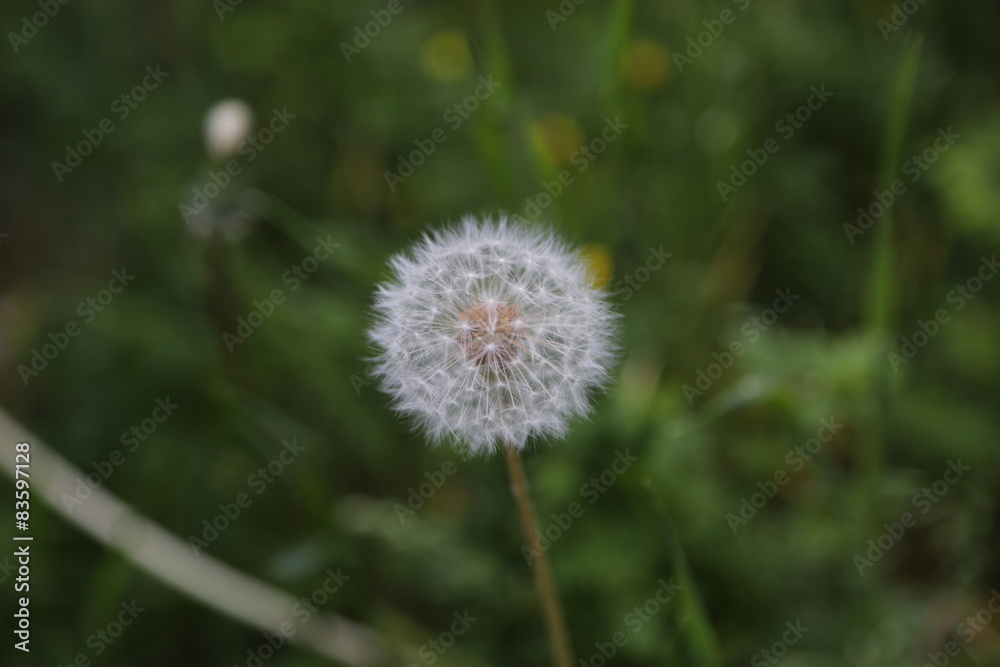 Natur Frühjahr Natur Frühjahr