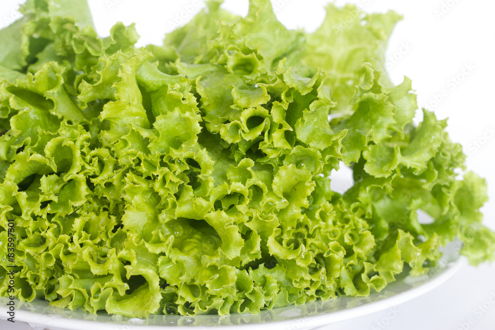 fresh green lettuce fresh green lettuce