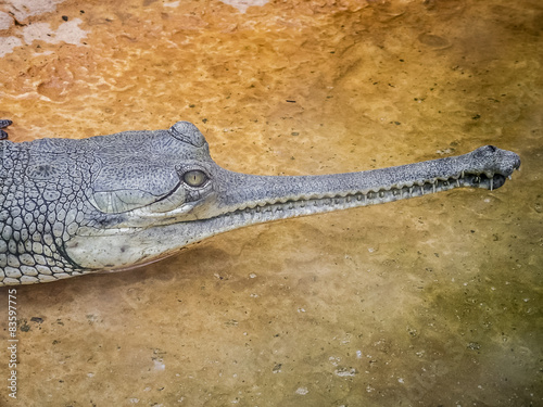 Crocodile et alligator photo