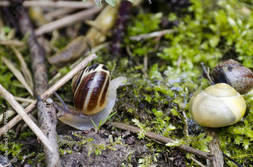 white-lipped snail , Cepaea hortensis