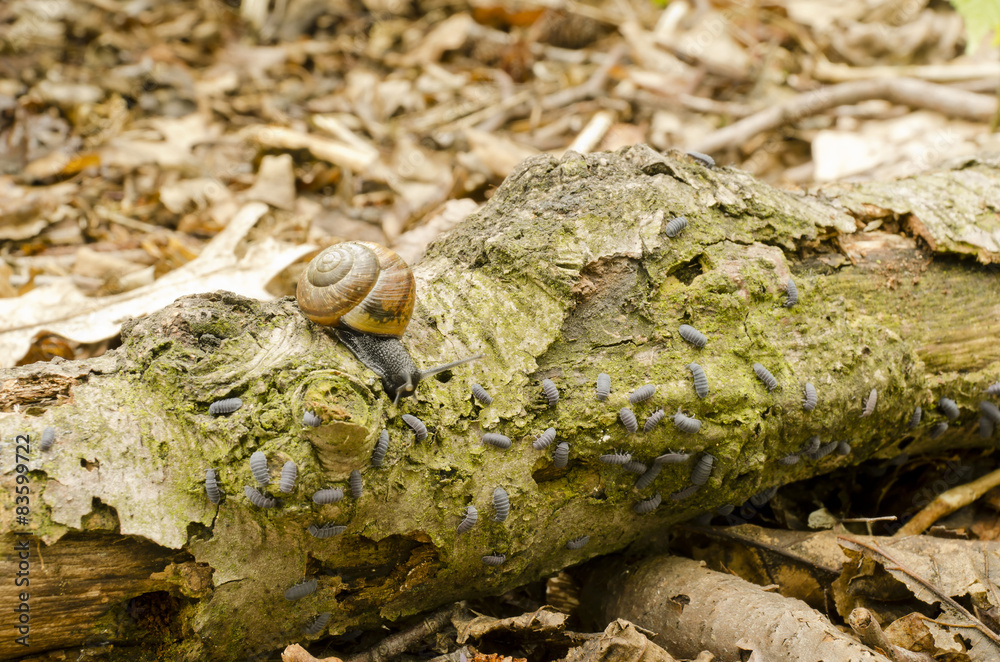 white-lipped snail and woodlice general , white-lipped snail and woodlice general ,
