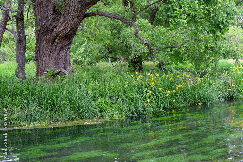 Obraz premium 湧水と森