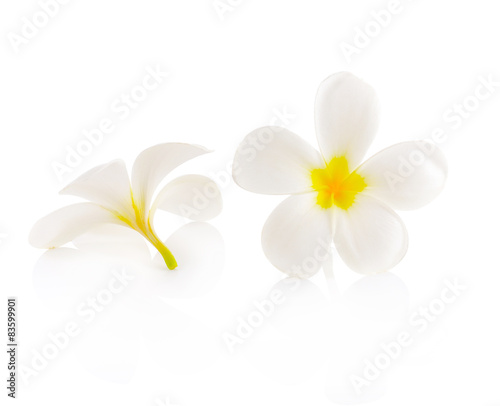 Tropical flowers frangipani (plumeria) isolated on white backgro