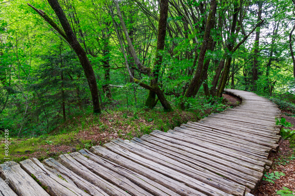 Forest pathway Forest pathway