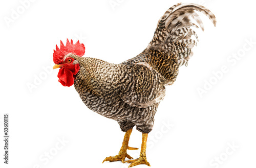 Rooster isolated