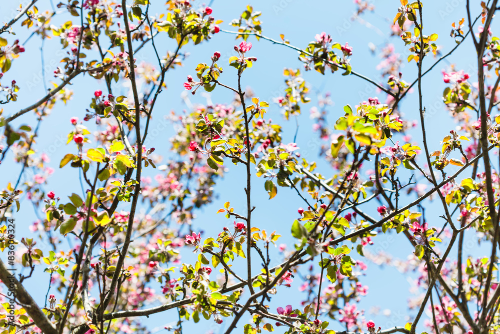 branches of pink flowering apple tree in spring branches of pink flowering apple tree in spring