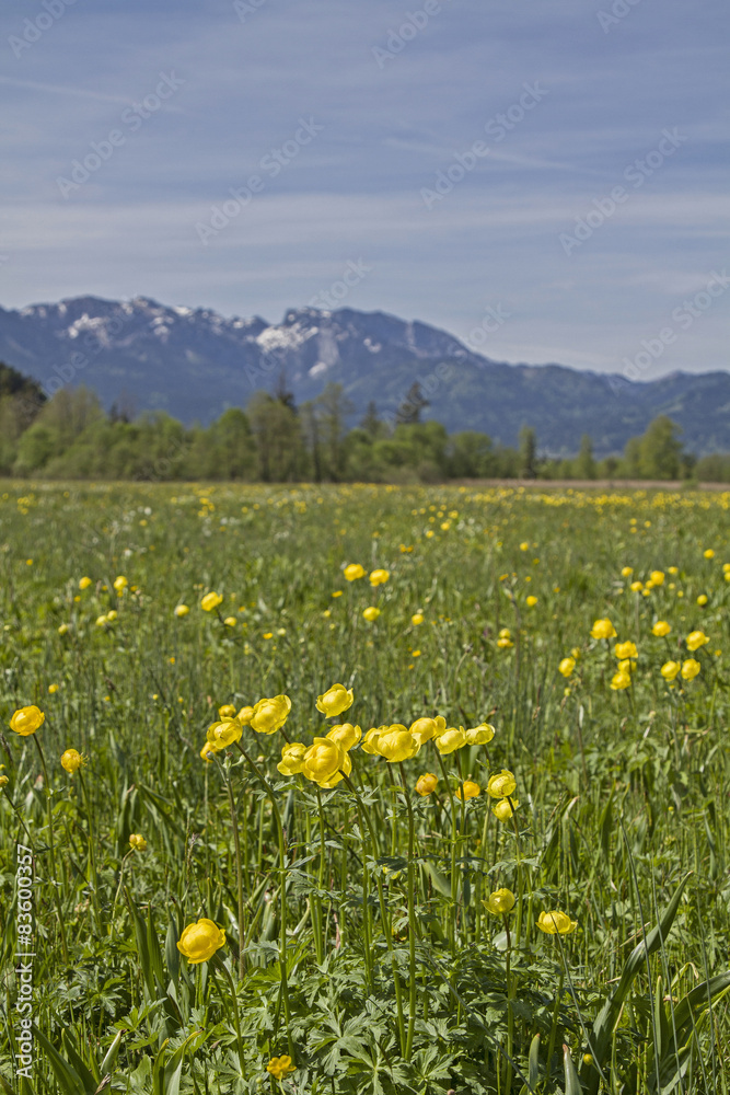 Blumenwiese im Isarwinkel